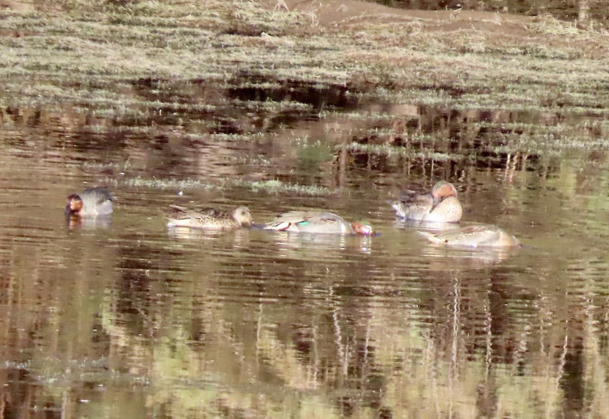 Green-winged Teal - Babs Buck