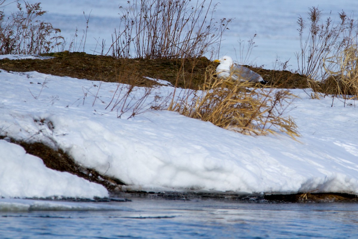 Herring Gull - ML50714641