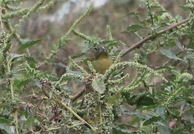 Painted Bunting - ML50714681