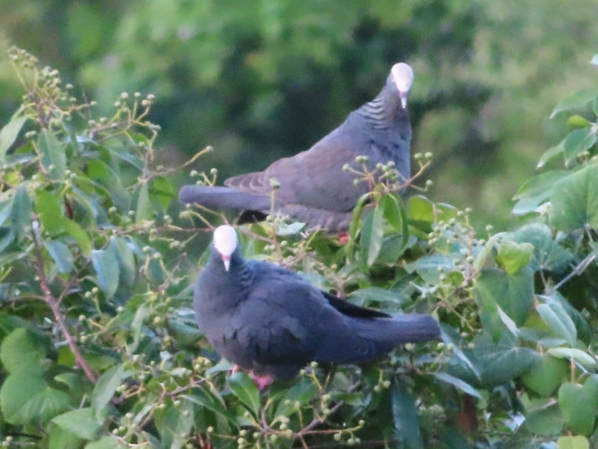 White-crowned Pigeon - ML507148041