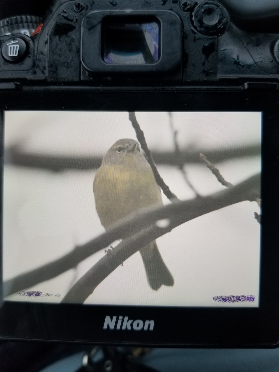 Orange-crowned Warbler - ML507148731