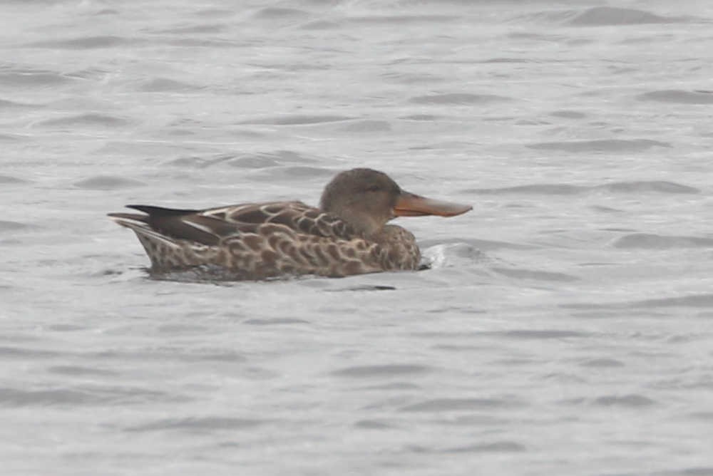 Northern Shoveler - ML507149421