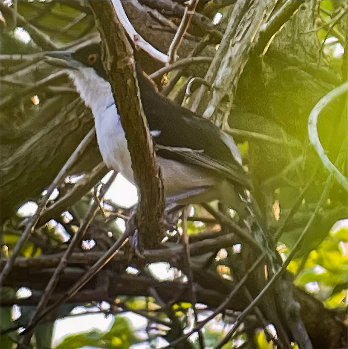 Great Antshrike - ML507149541