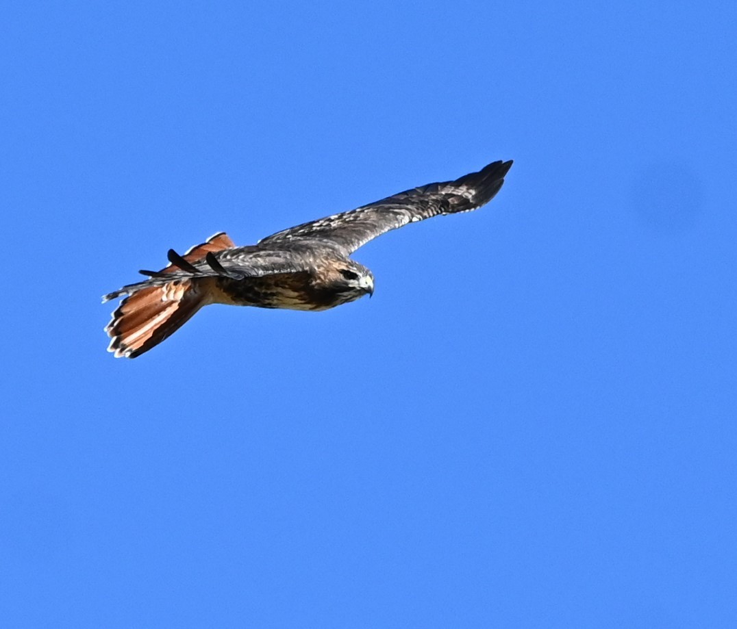 Red-tailed Hawk - ML507149821