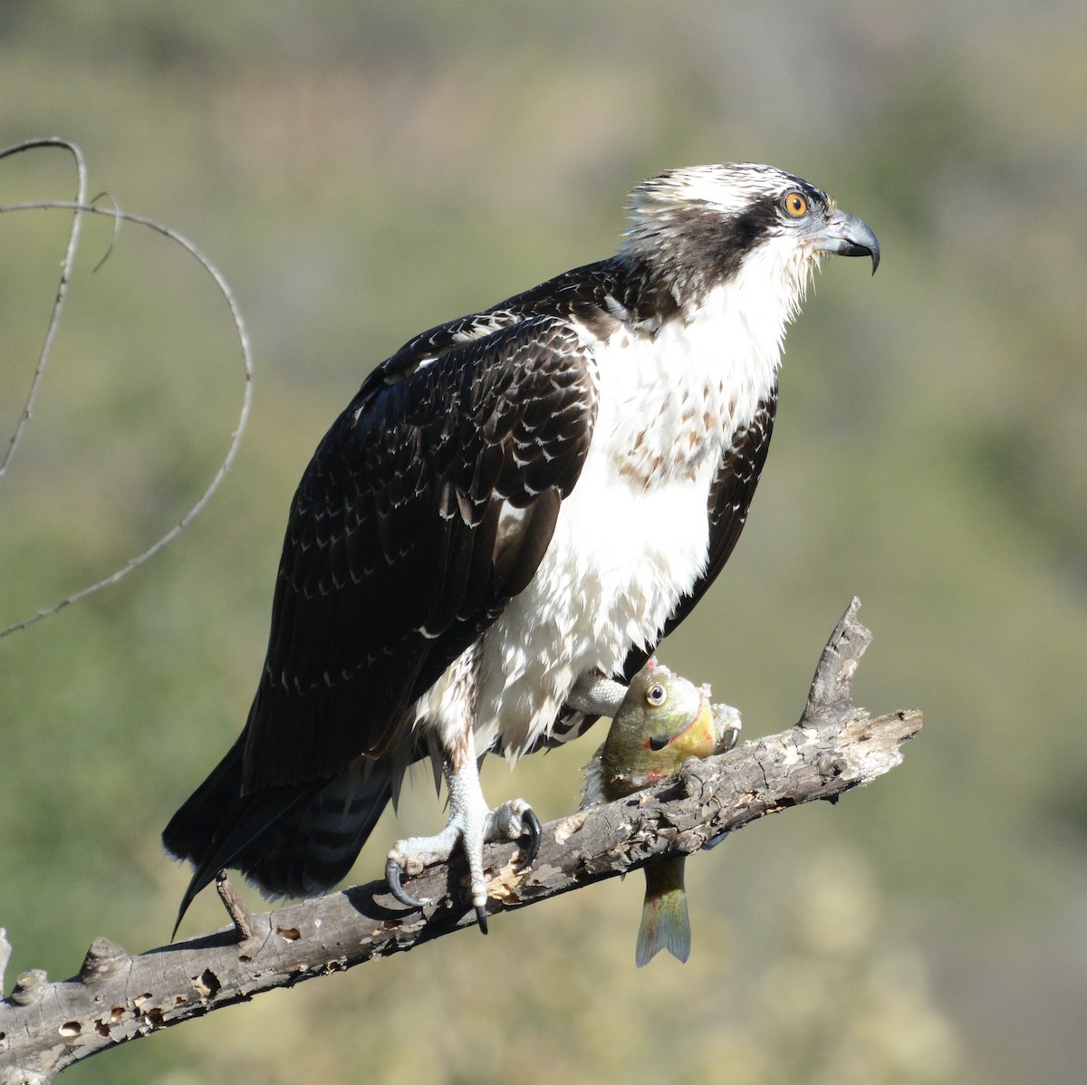 Osprey - Jim Margitan