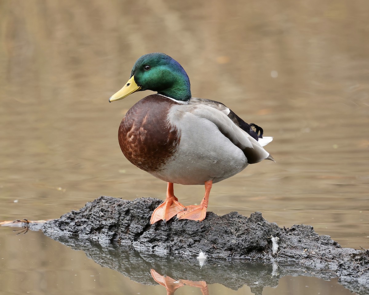 Mallard - ML507151491