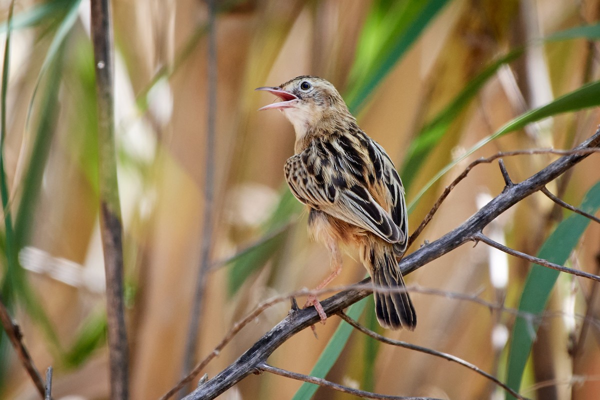 Zitting Cisticola - ML507151501