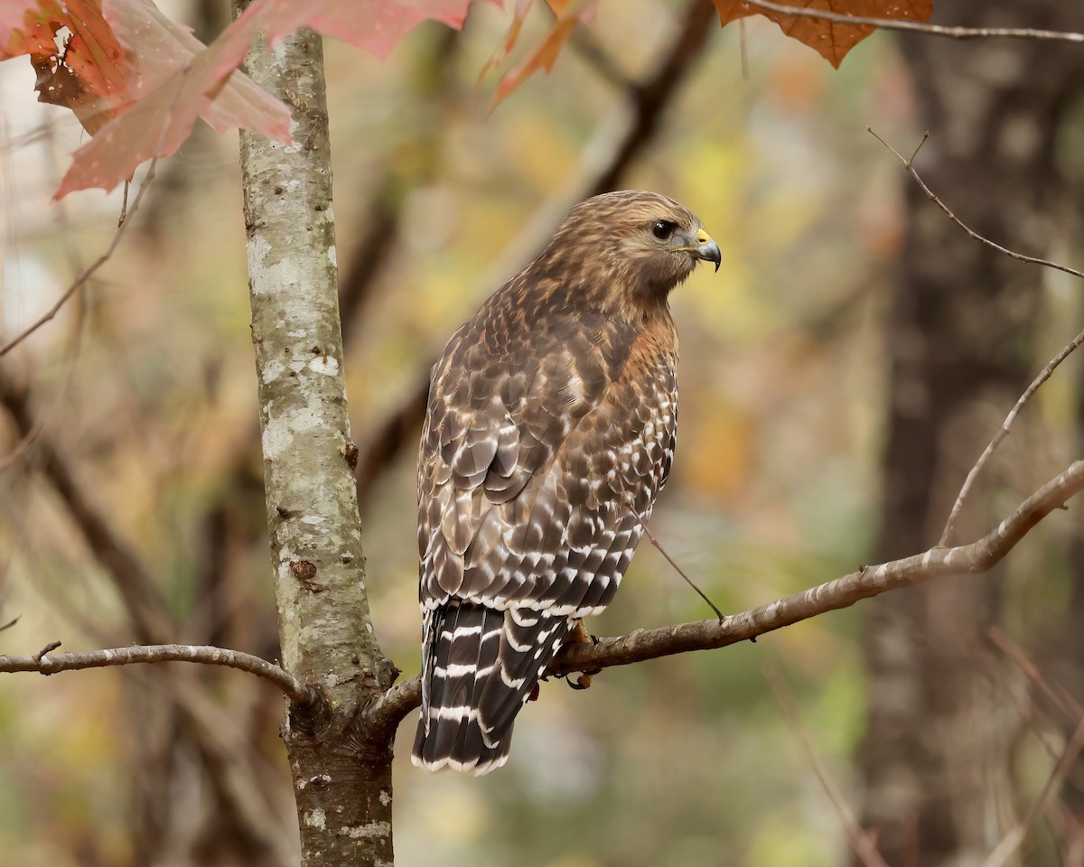 Red-shouldered Hawk - ML507151591