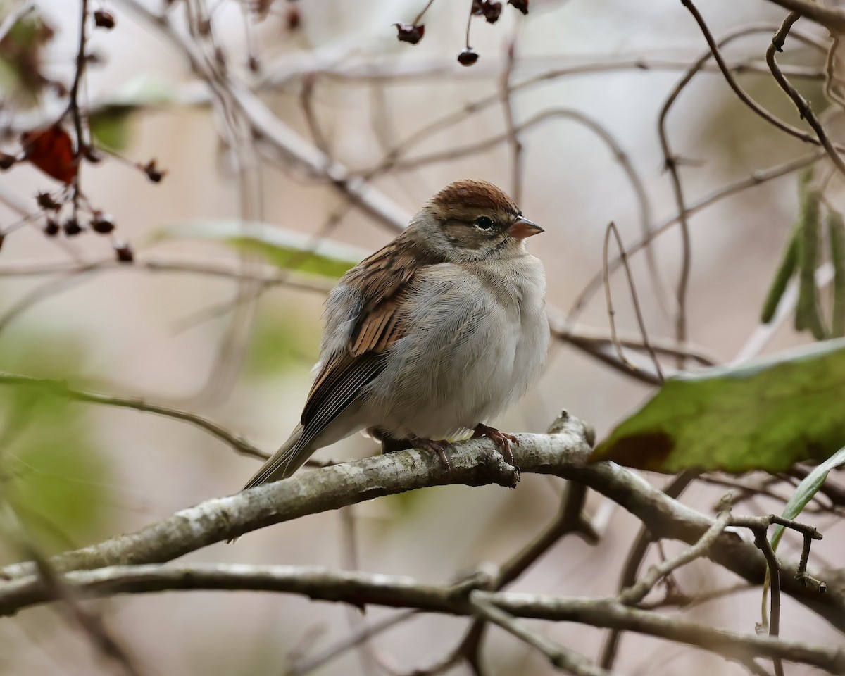 Chipping Sparrow - ML507151731