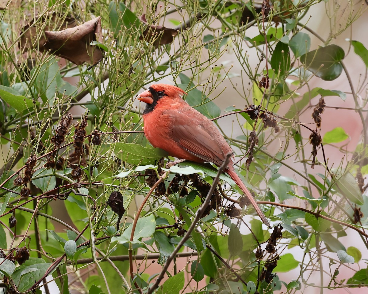 Northern Cardinal - ML507151811