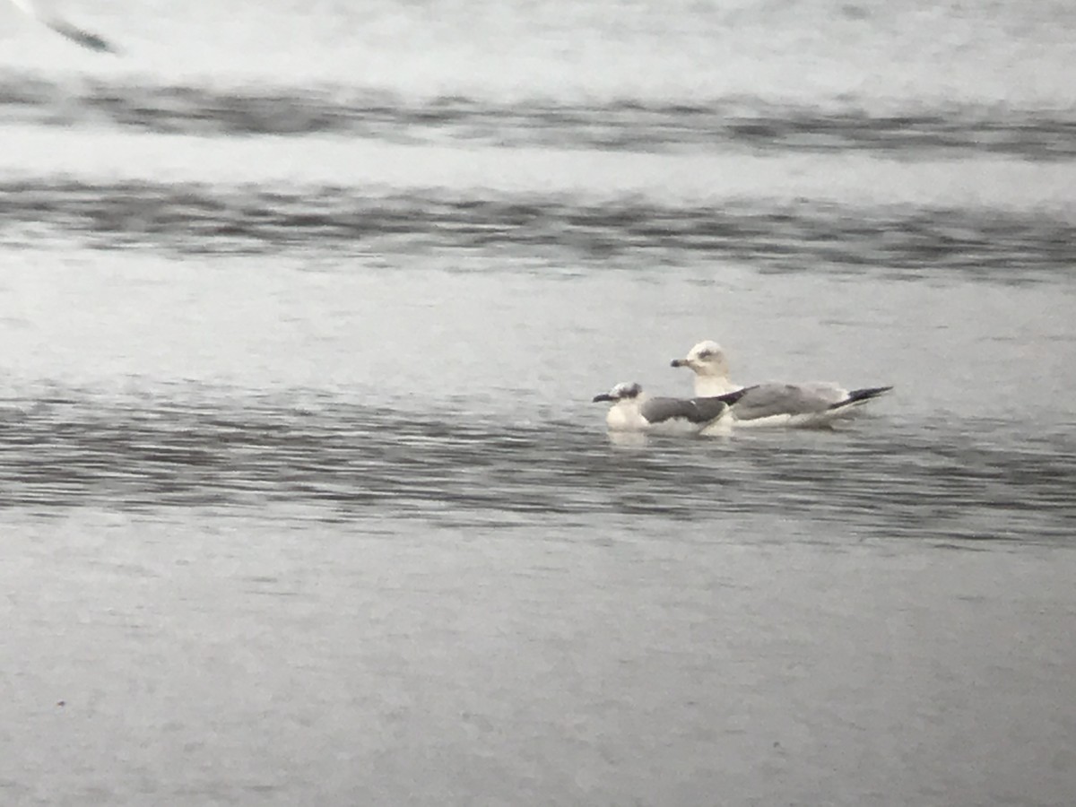 Laughing Gull - ML507152121