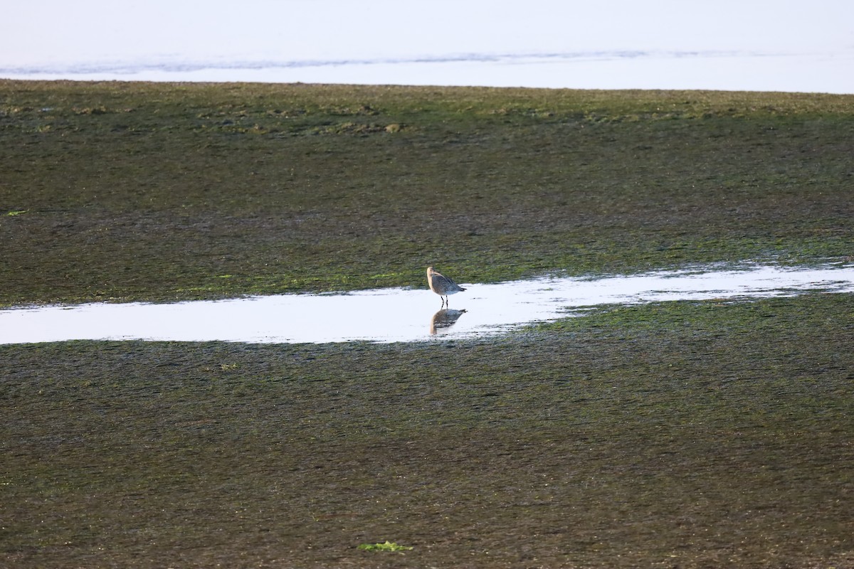 Eurasian Curlew - ML507154151