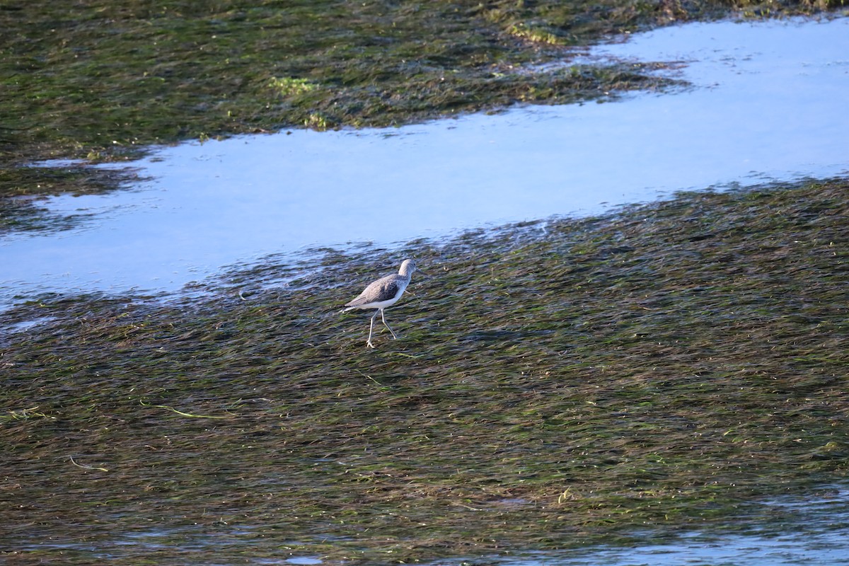 Common Greenshank - ML507154271