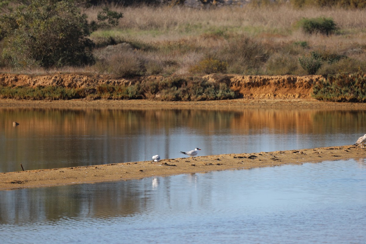 Caspian Tern - Luís Filipe Ferreira