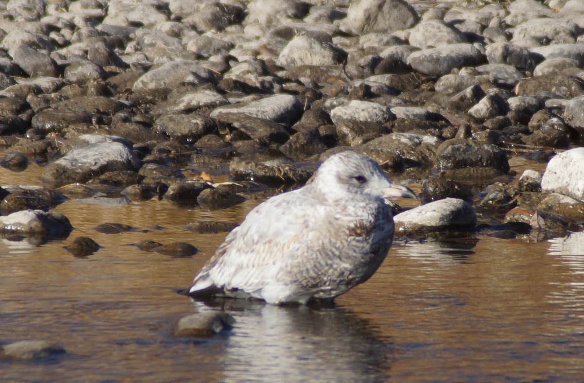 Short-billed Gull - ML507154571