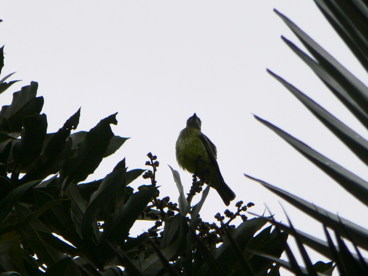 Piratic Flycatcher - ML507155851