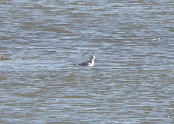 Red Phalarope - ML507157141