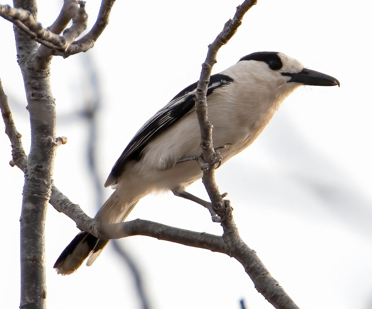 Hook-billed Vanga - Kenneth Eyster