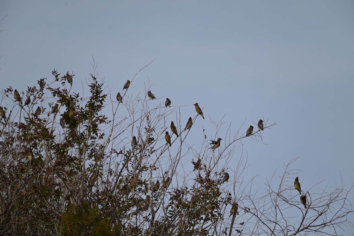 Cedar Waxwing - ML507157821