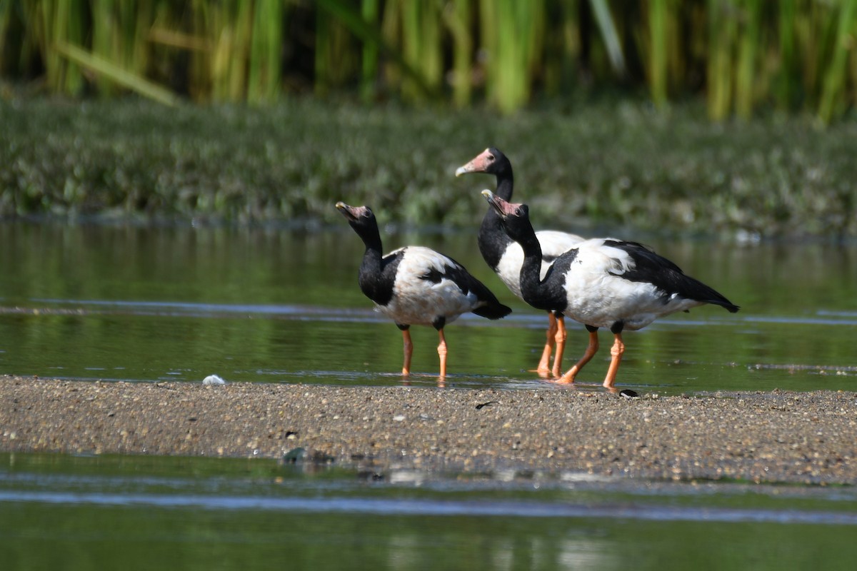 Magpie Goose - ML507159141