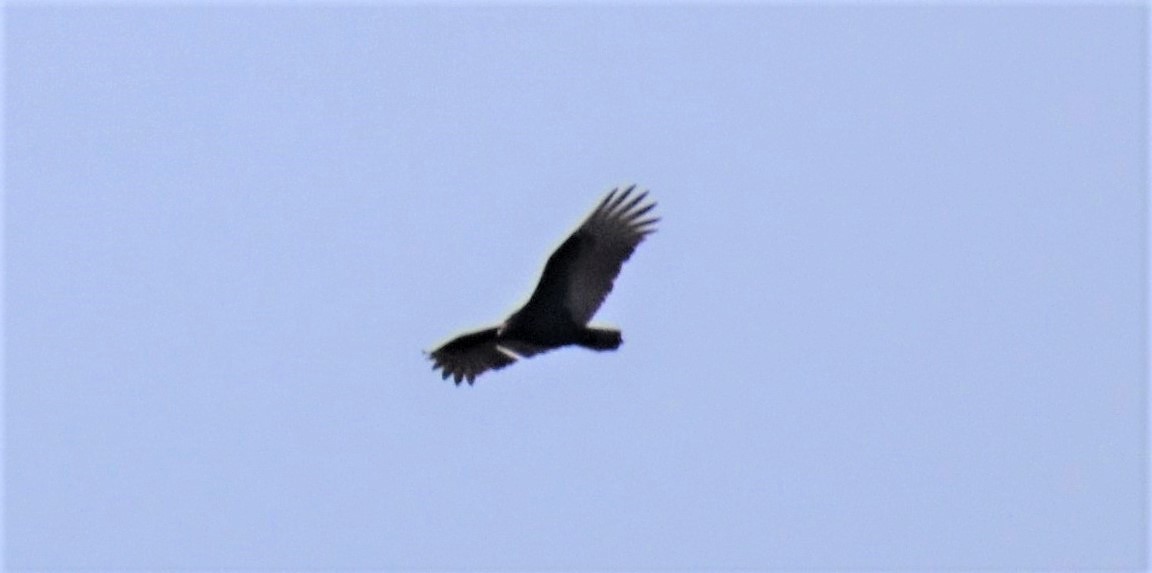 Turkey Vulture - ML507159311