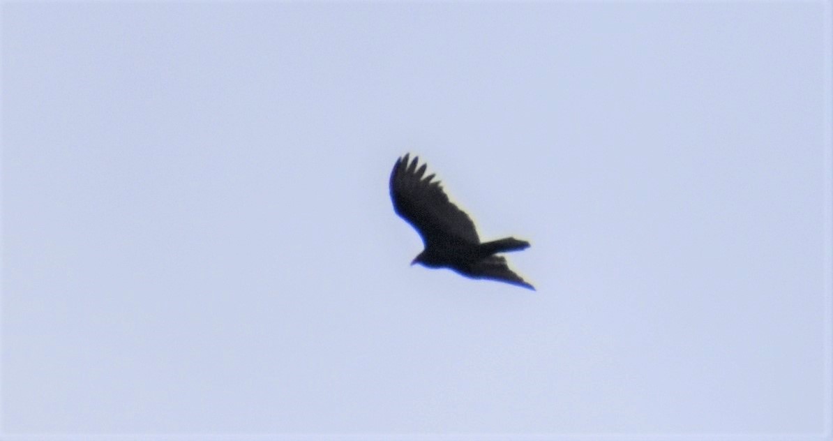Turkey Vulture - ML507159321