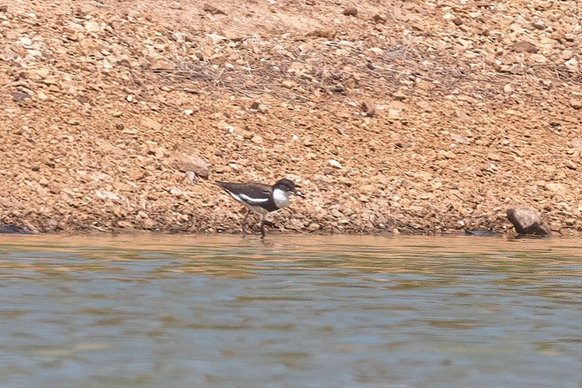 Red-kneed Dotterel - ML507159821