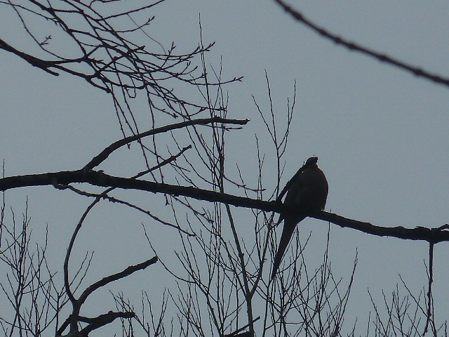 Mourning Dove - ML50716051