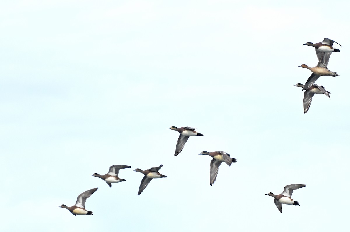 American Wigeon - ML50716221