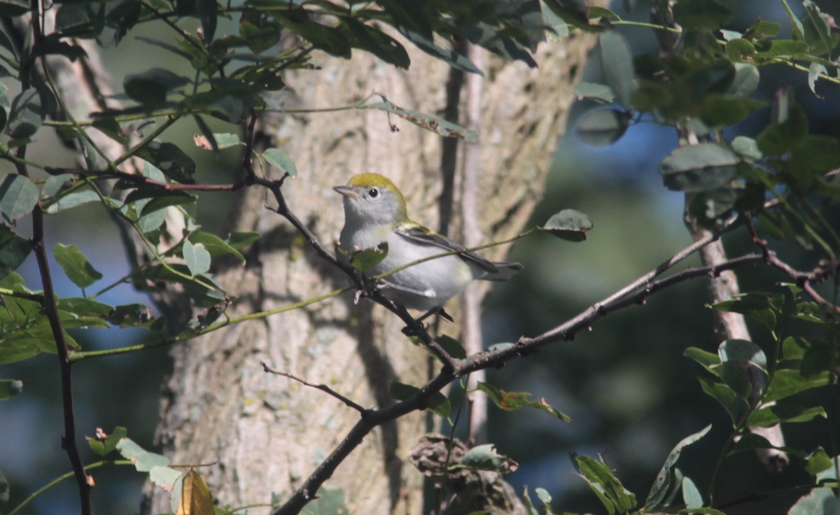 Chestnut-sided Warbler - Tom Smith