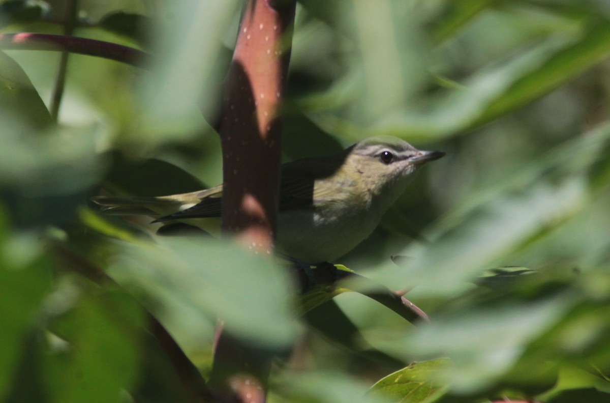 Red-eyed Vireo - Tom Smith