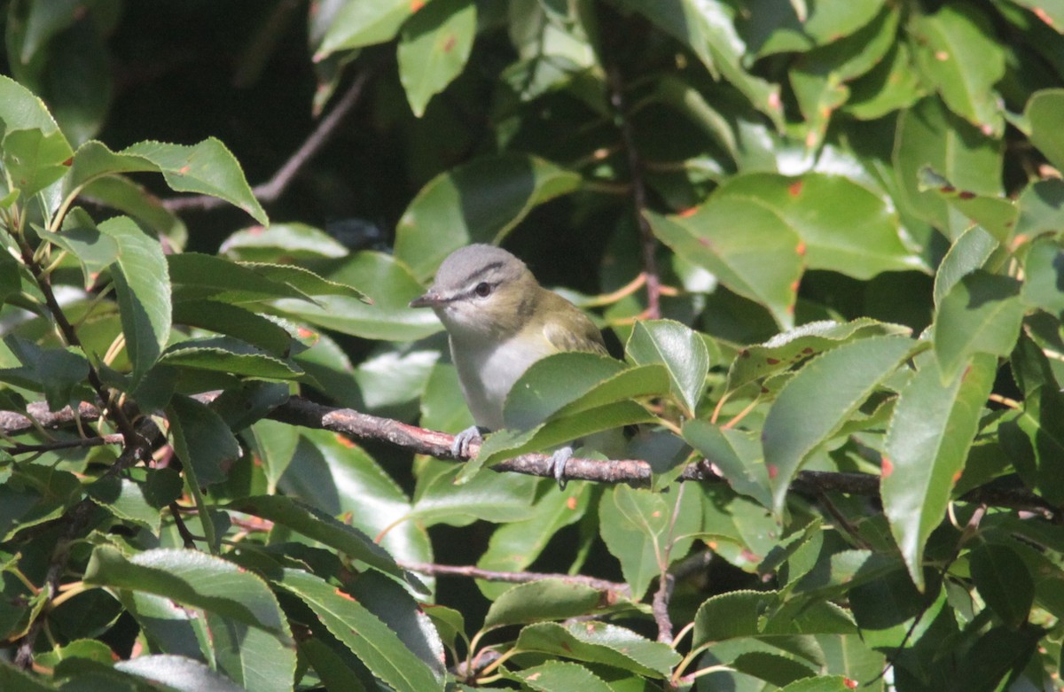Red-eyed Vireo - Tom Smith