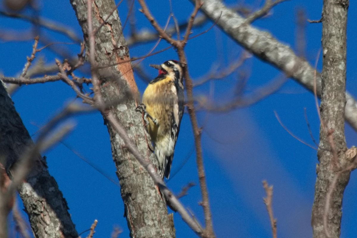 Yellow-bellied Sapsucker - ML507165651
