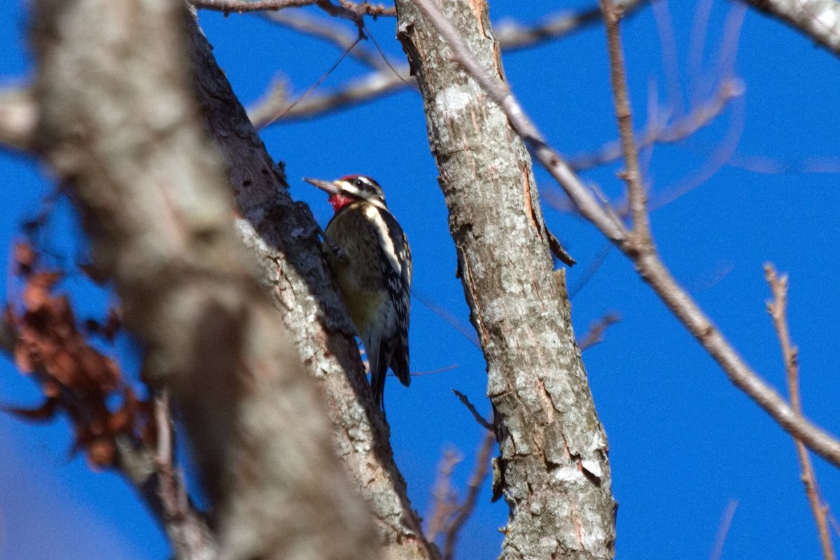Yellow-bellied Sapsucker - ML507165661