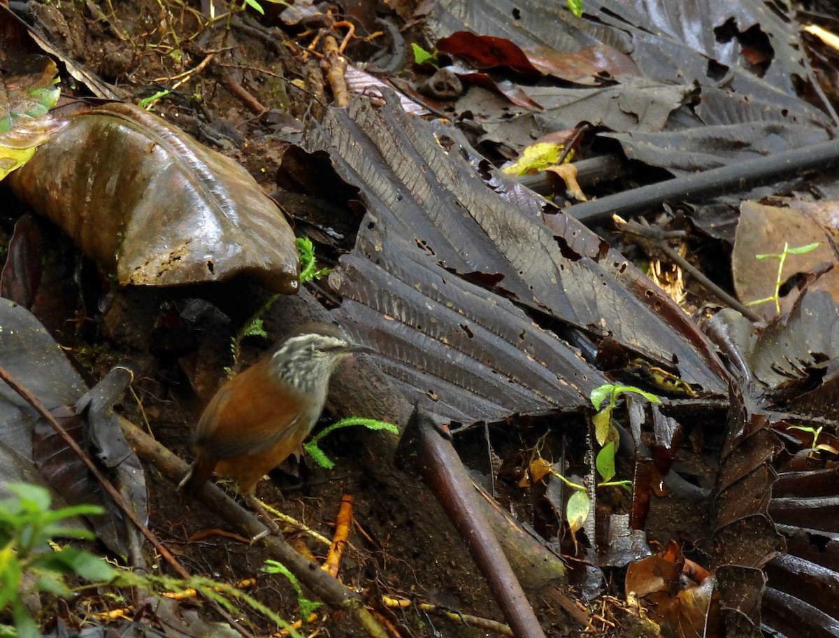 Gray-breasted Wood-Wren - ML507166701