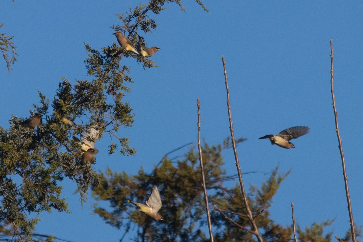 Cedar Waxwing - ML507166821