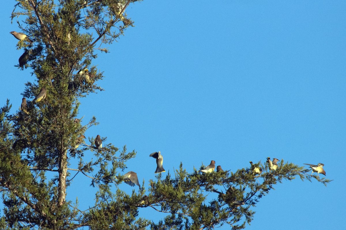 Cedar Waxwing - ML507166831