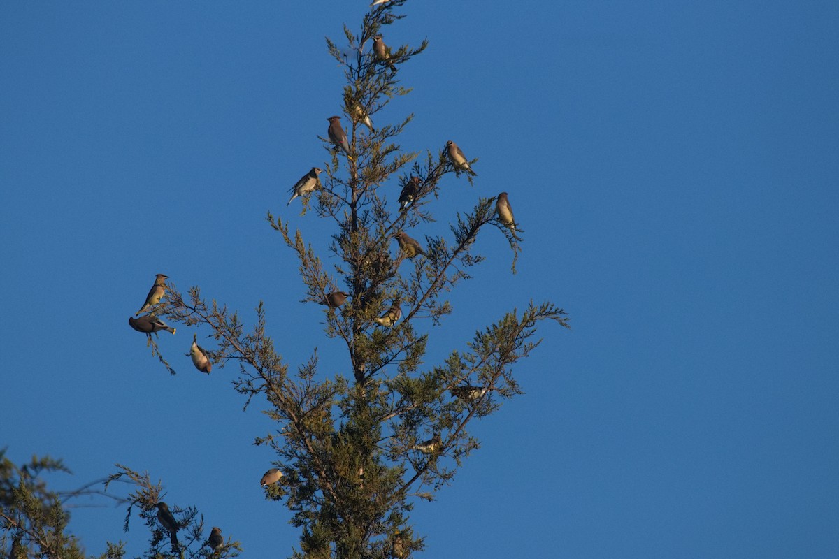 Cedar Waxwing - ML507166841