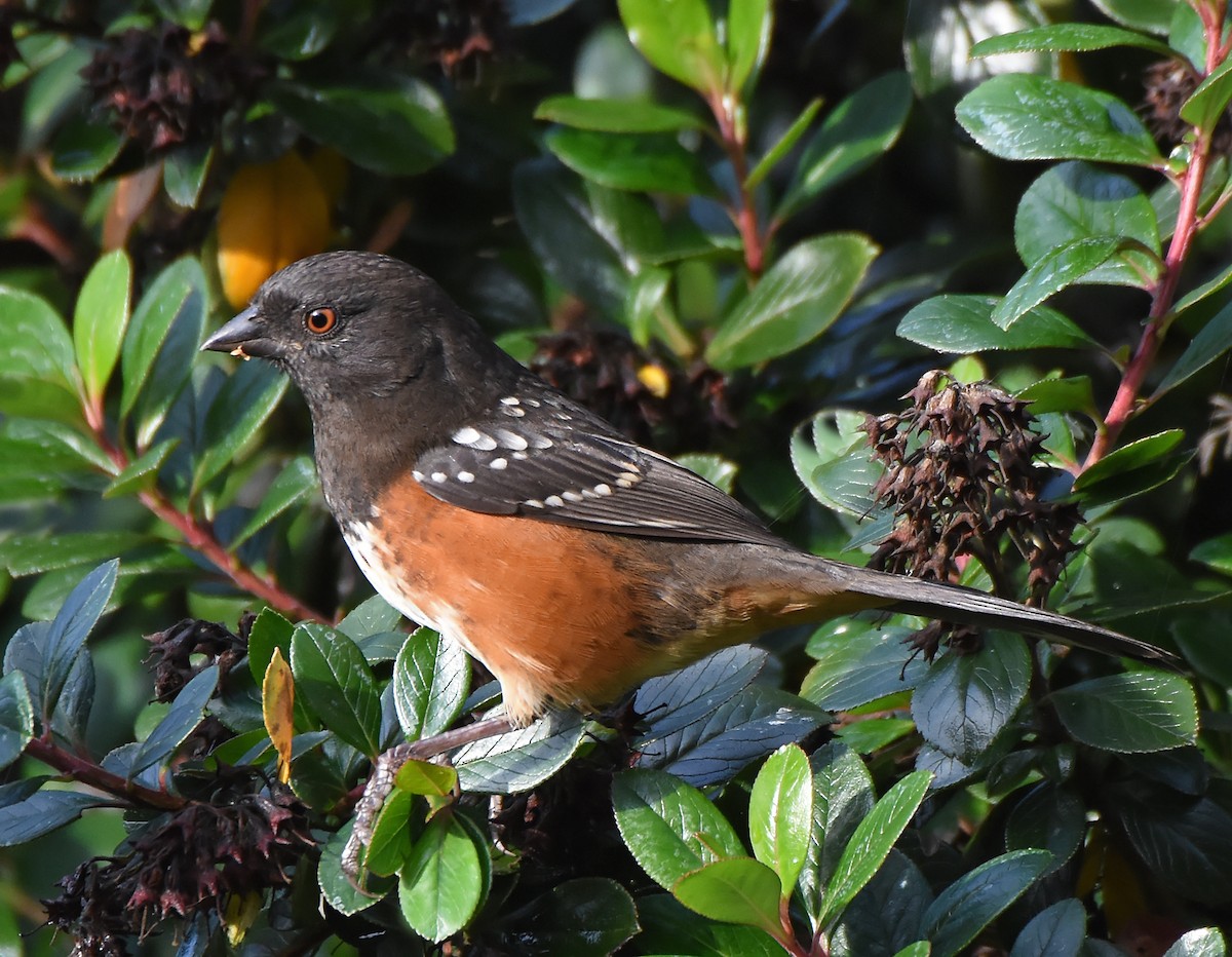 Spotted Towhee (oregonus Group) - Steven Mlodinow