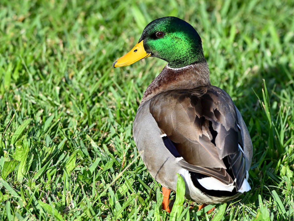 Mallard - Herb Marshall