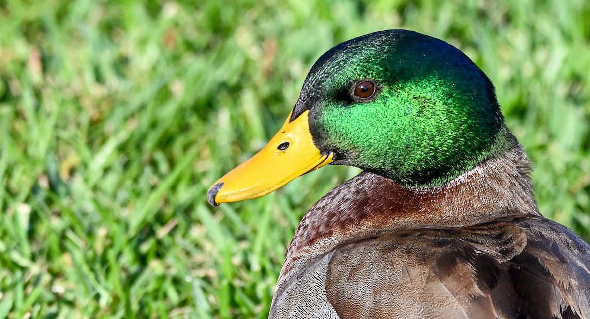 Mallard - ML507168251