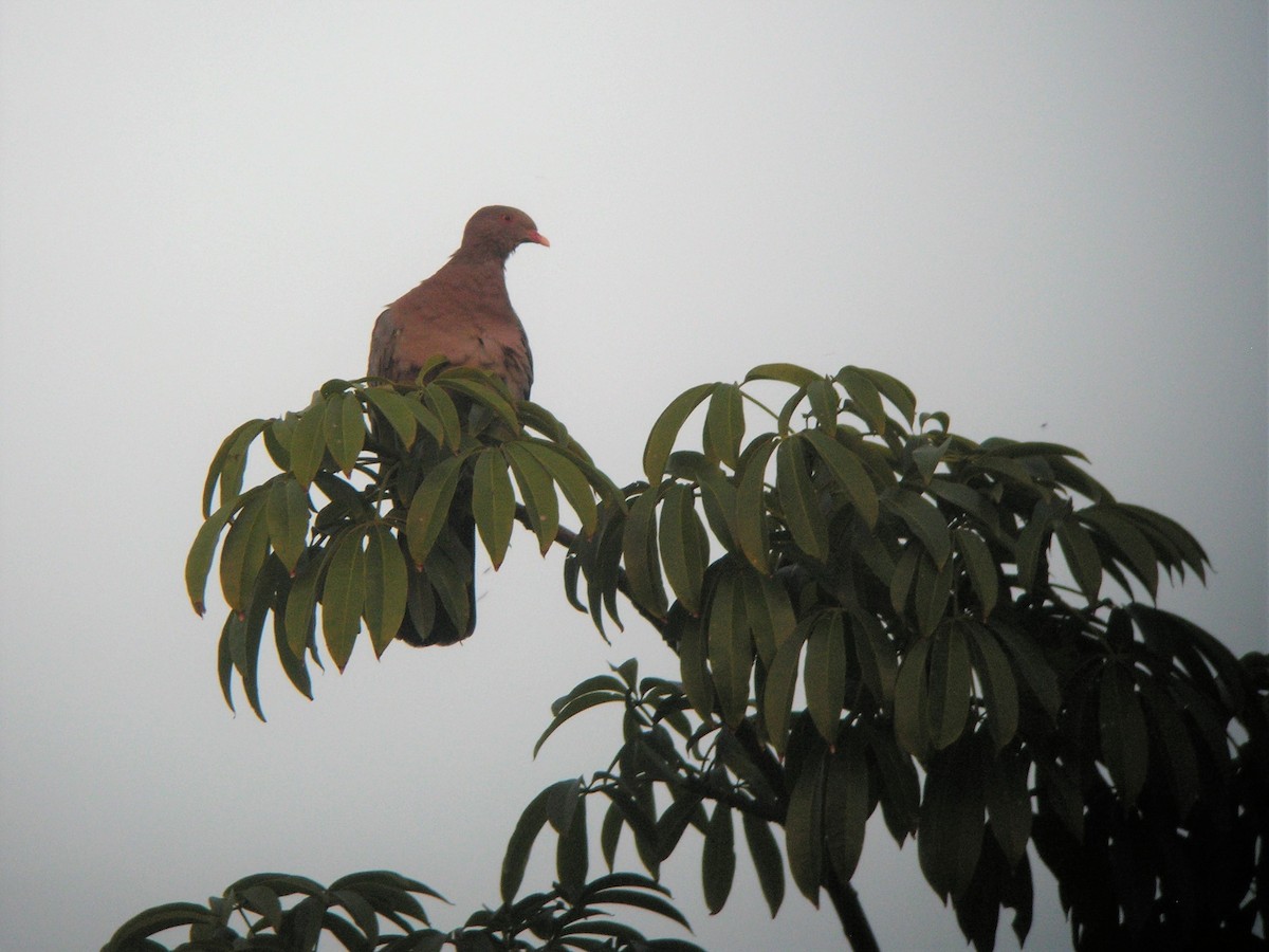 Red-billed Pigeon - ML507168431