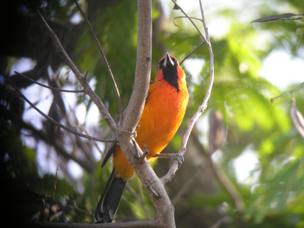 Streak-backed Oriole (West Mexican) - ML507168481