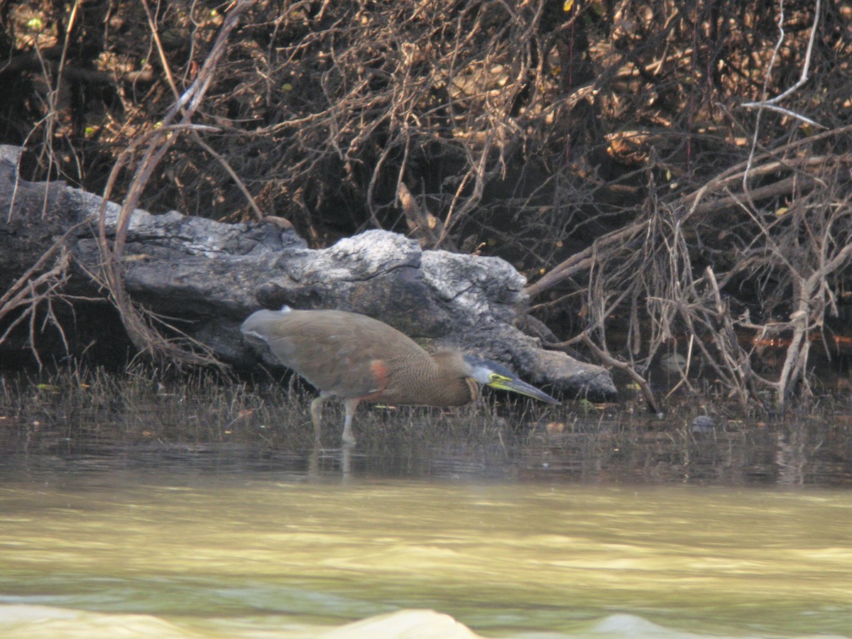 Bare-throated Tiger-Heron - ML507168531