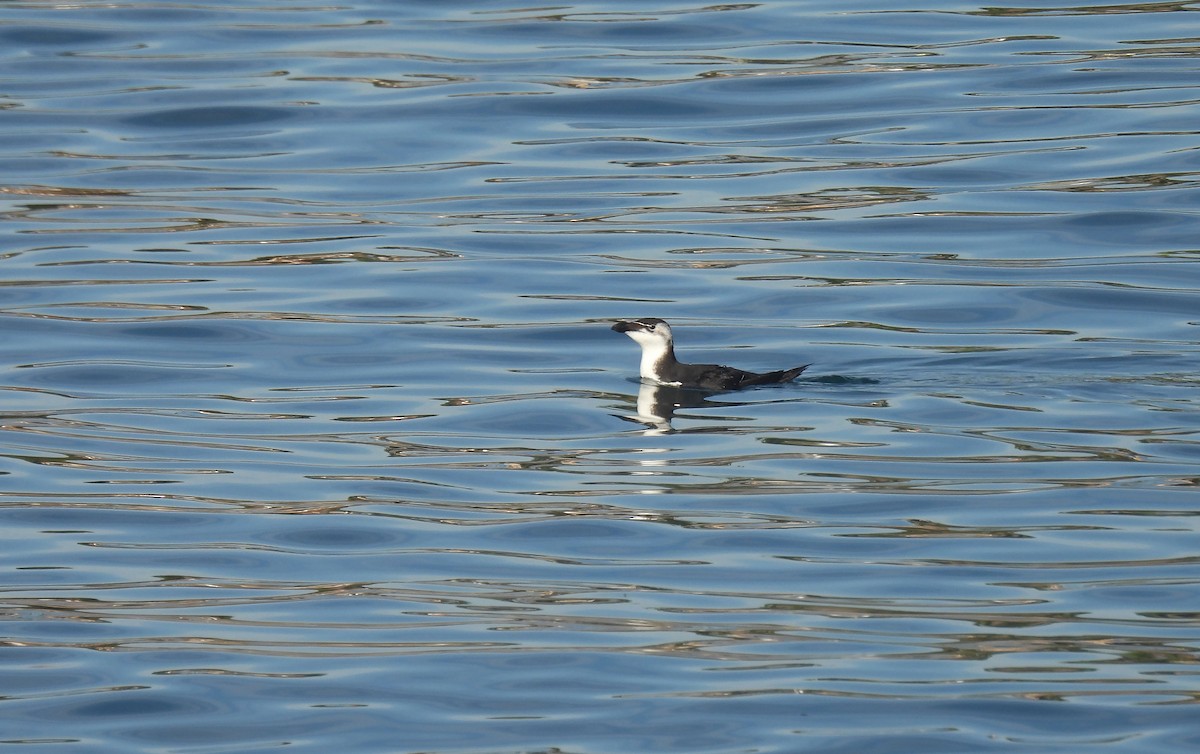 Razorbill - ML507170971