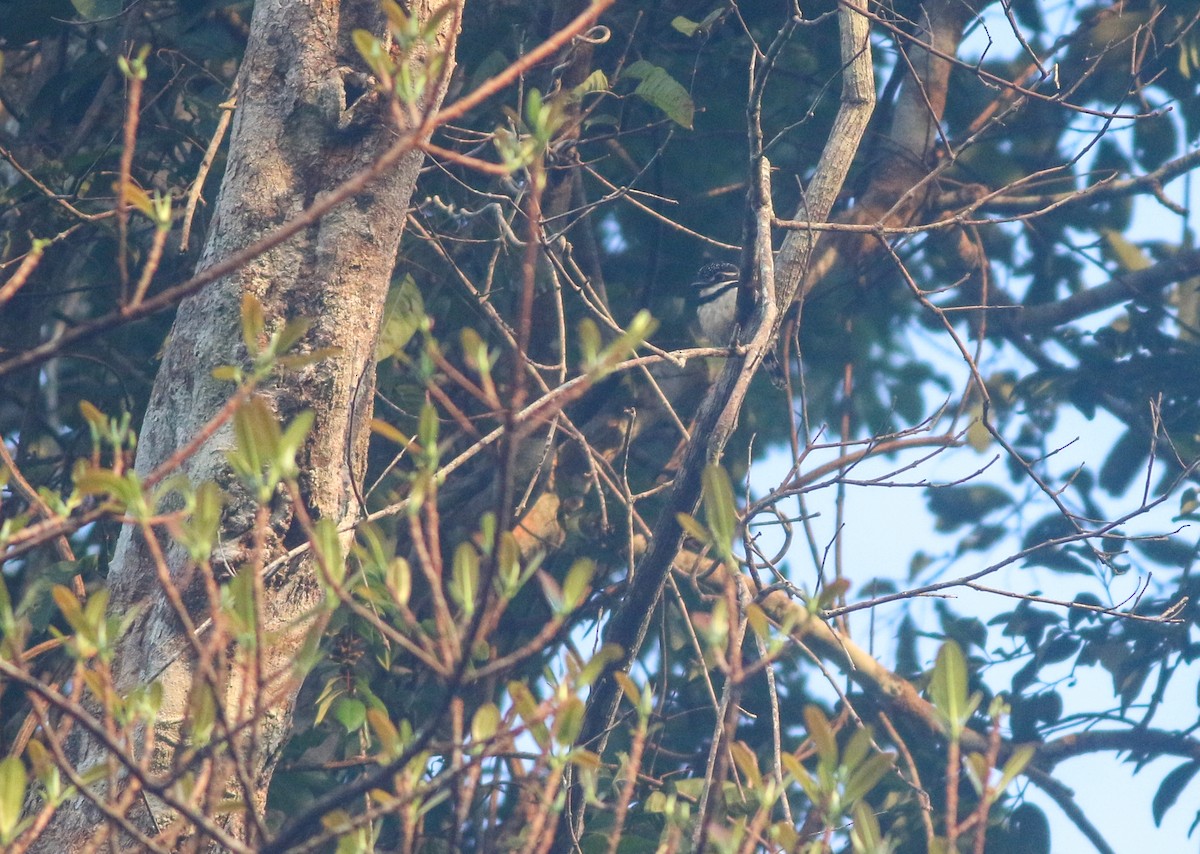 Pied Puffbird (Greater) - ML507171801