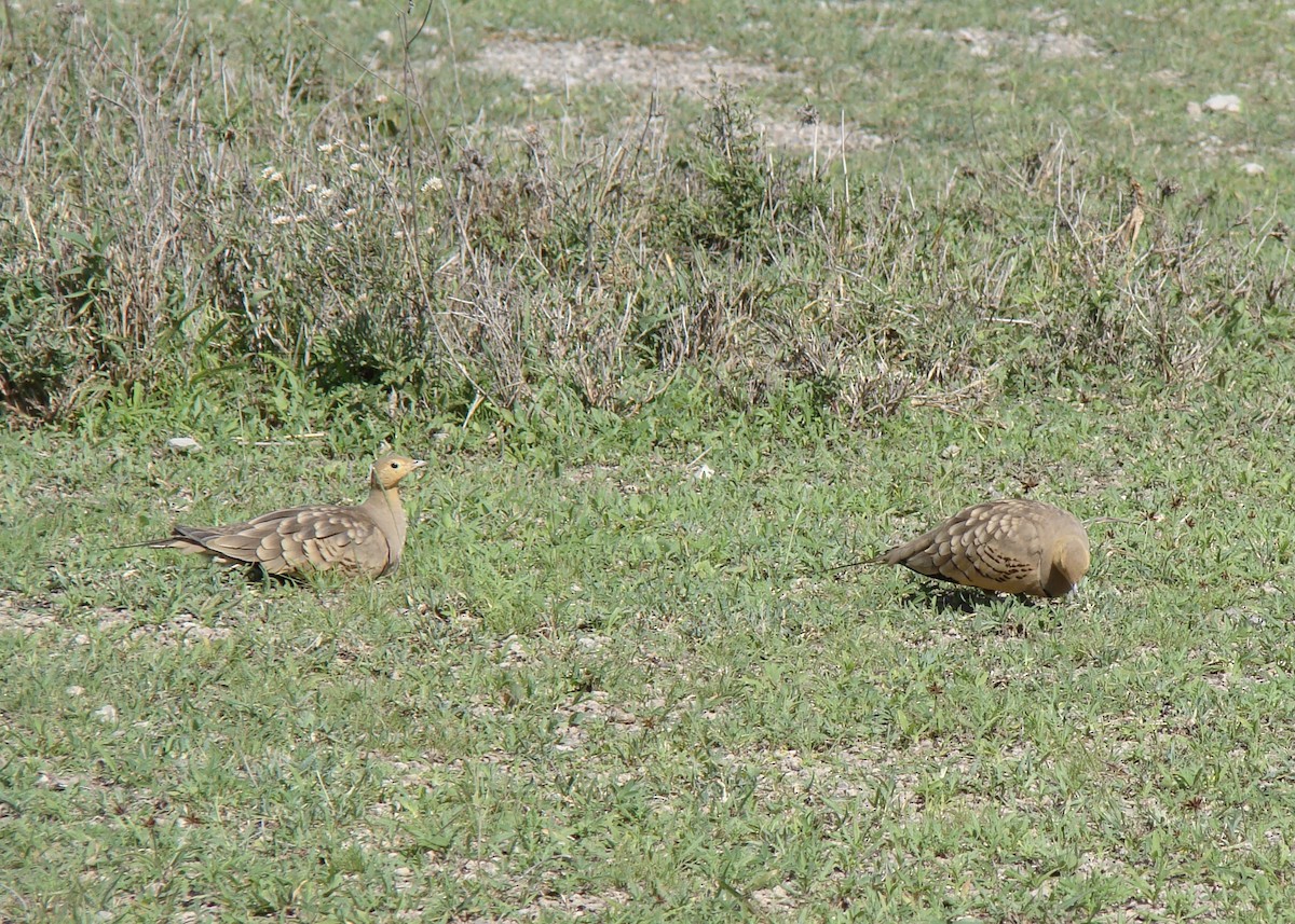 Chestnut-bellied Sandgrouse (African) - ML507172581