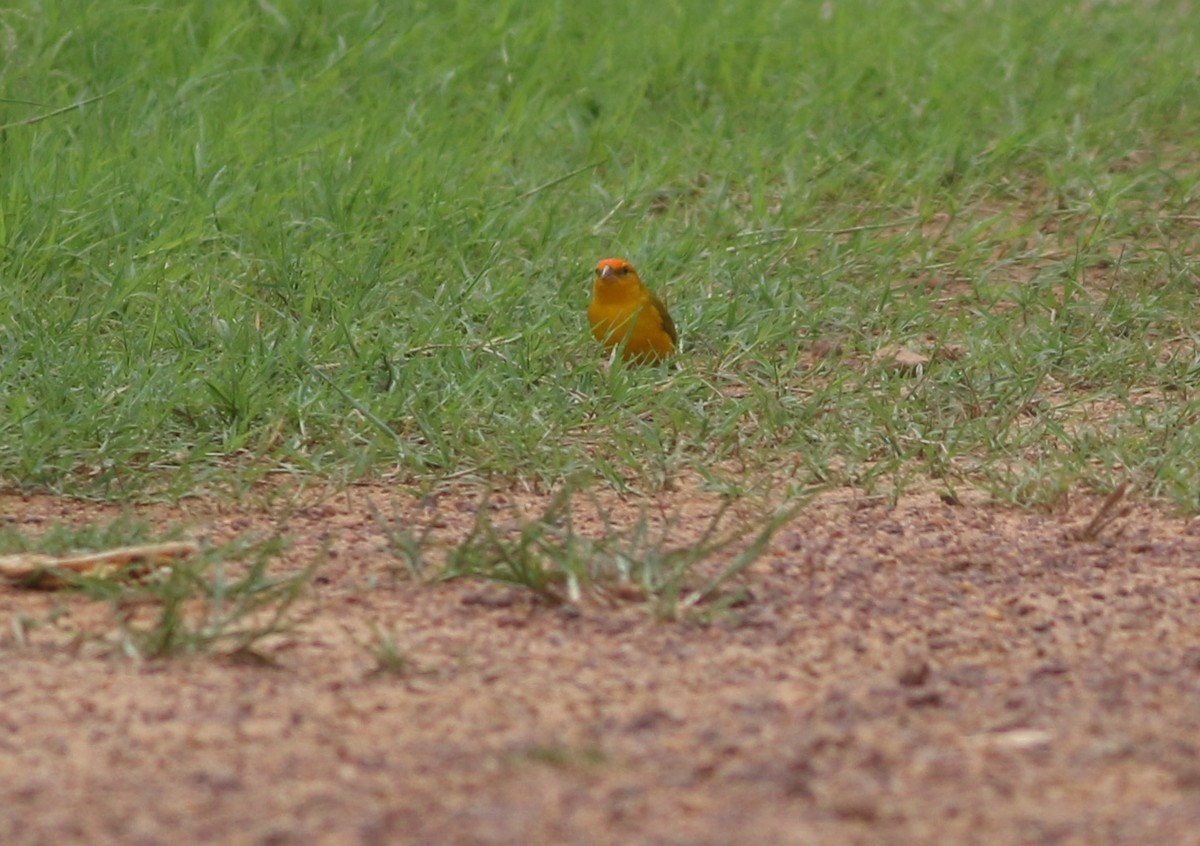 Orange-fronted Yellow-Finch - ML507172851