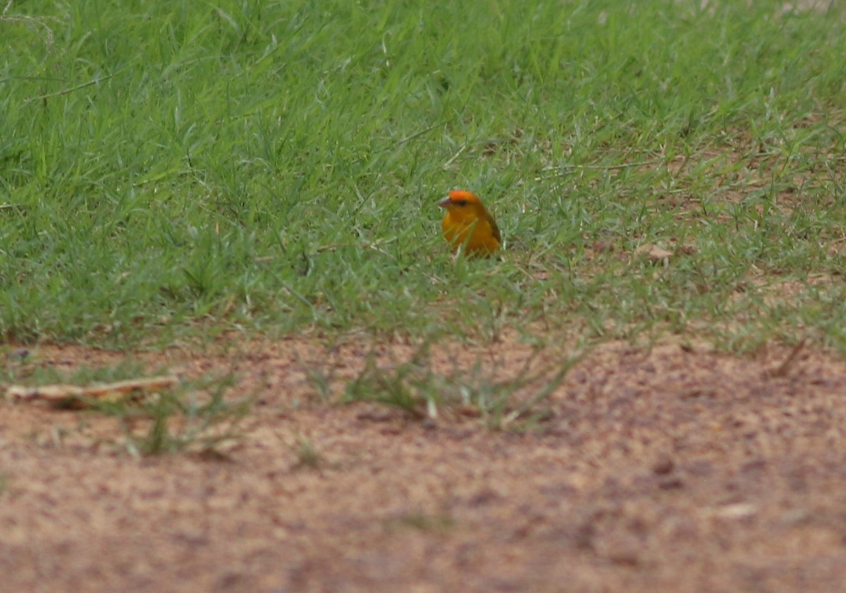 Orange-fronted Yellow-Finch - ML507172871