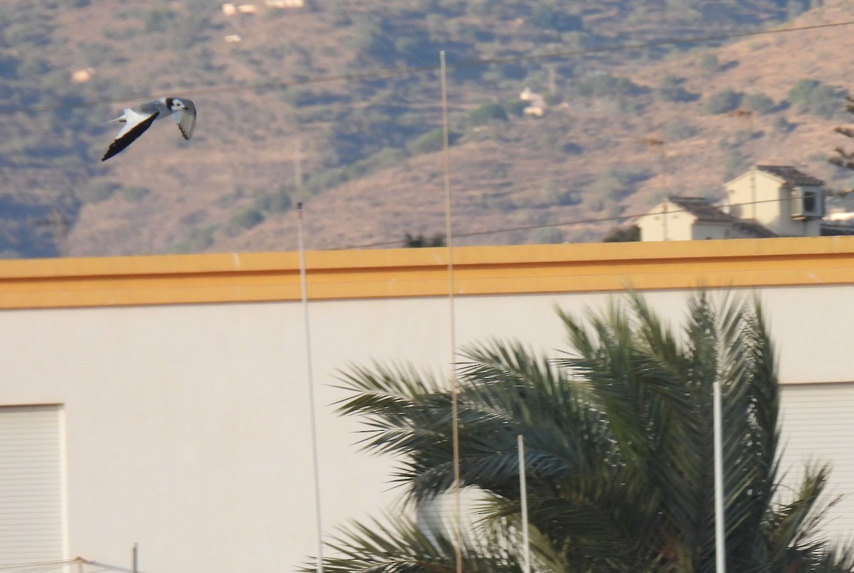 Sabine's Gull - ML507172961